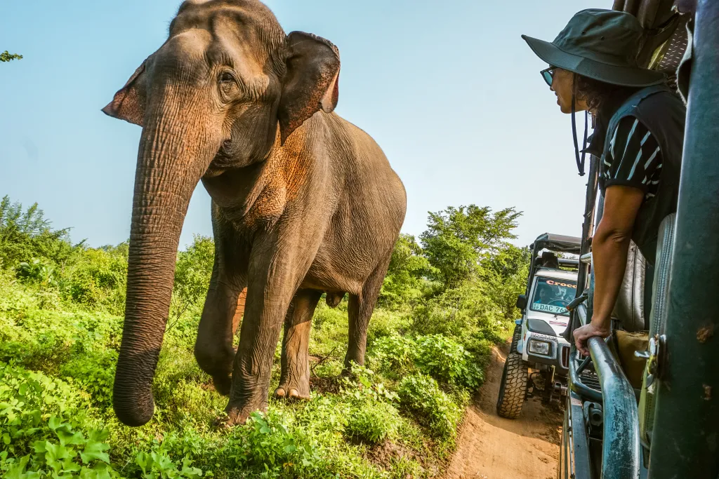 Safari in Sri Lanka