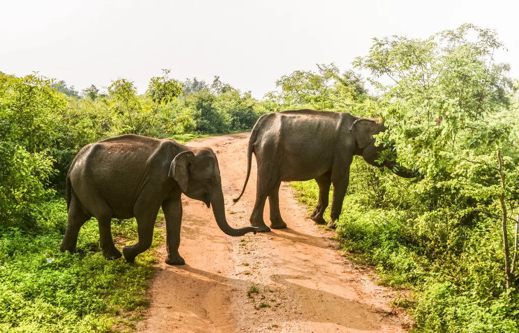 Udawalawe National Park