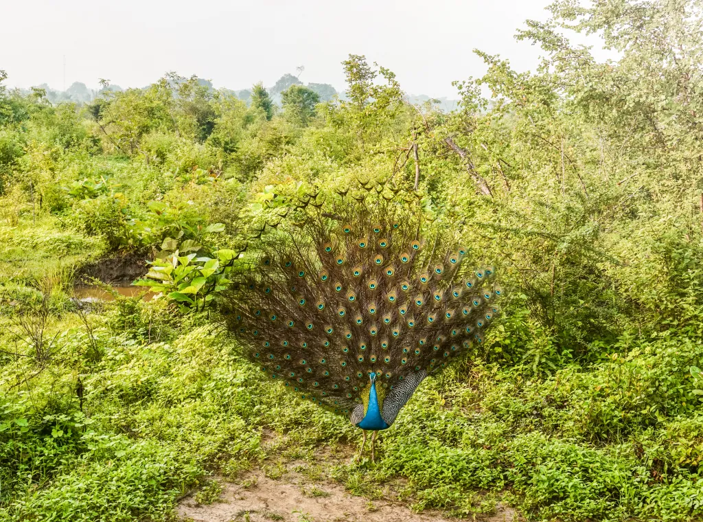 Udawalawe National Park
