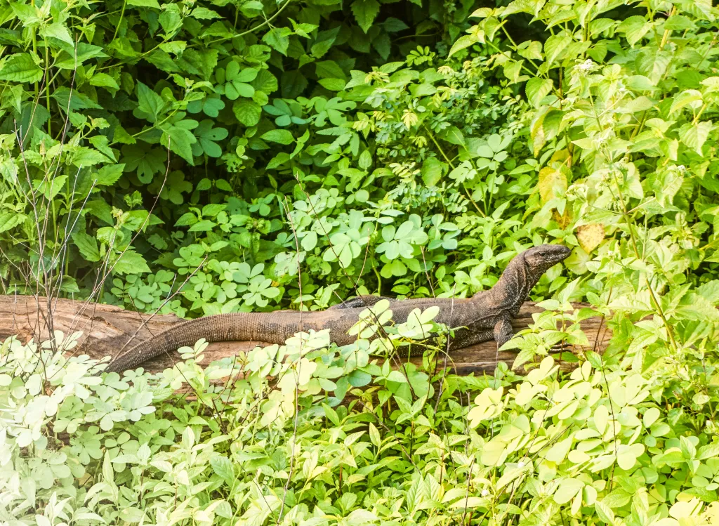 Udawalawe National Park